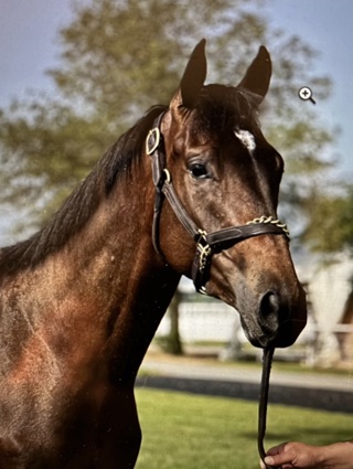 Identifying affective states of horses.