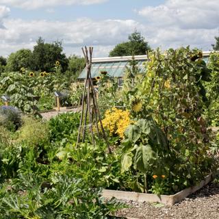 Back on the Allotment