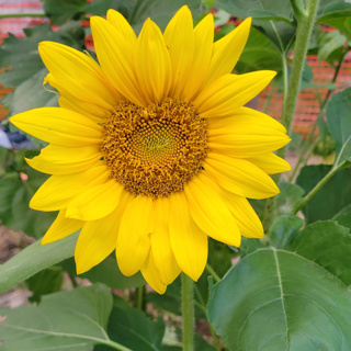 Urban plants: what are they?