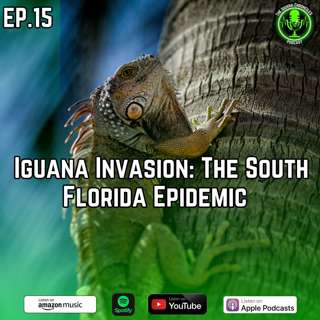 Iguana Invasion: The South Florida Epidemic