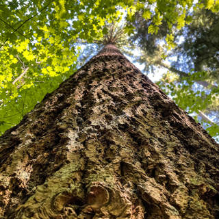 333 - Buddha Is Like an Old-Growth Tree: Practice as Human Maturation
