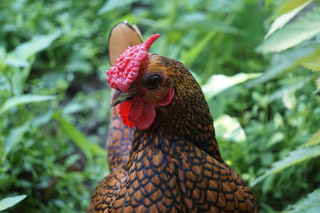 Heritage Breed Update with the Livestock Conservancy