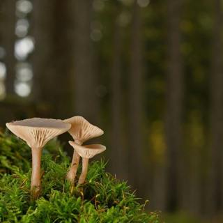 đŽđđ” Find Quality SLEEP with the Sounds of the FOREST and Soft MUSIC