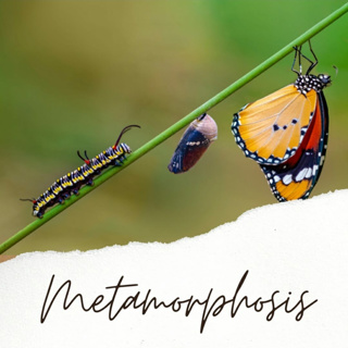 Metamorphosis