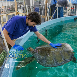 A Quick Drop-in with Oscar the Sea Turtle