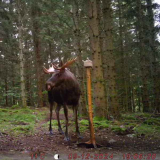 Avsnitt 29 - Rådjur och älg, m3skogs favoritdjur?