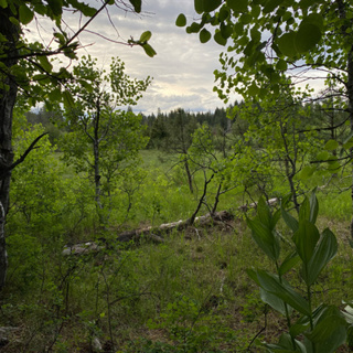 108: Dawn Chorus And Rain At Bigelow Meadow