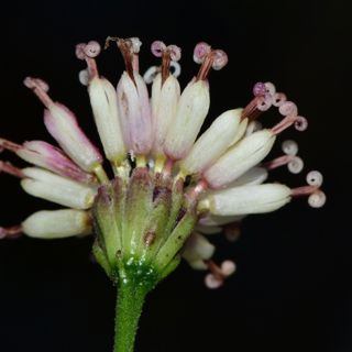 South Florida Native Plants w/Lillium Byrd