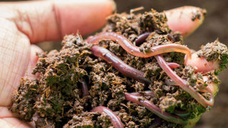 Ep. 59 Vermicomposting