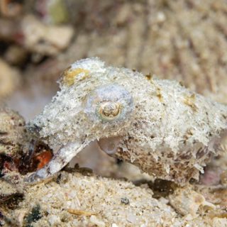 From the archive: The cuttlefish and its coat of many colors