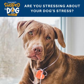 Are You Stressing About Your Dog's Stress? #67