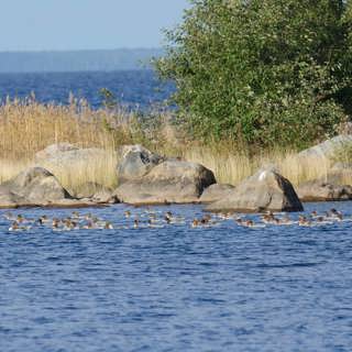 Siklöja i Bottenviken och almsjuka på Gotland
