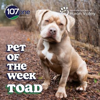 HSHV Pet of the Week 9/10/26