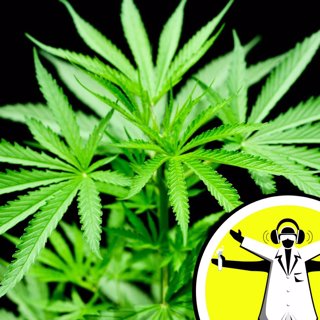 Marijuana: Risk or Remedy?