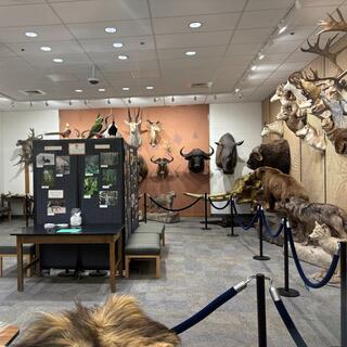 BYU-Idaho Wildlife Museum set to reopen in early November