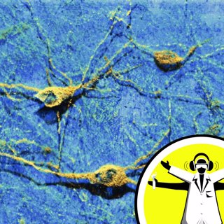 Shedding Light on the Brain