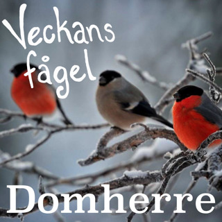 Domherre