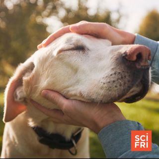 ‘Mysterious’ Canine Illness: What Dog Owners Should Know