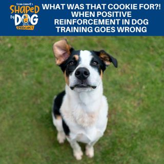 What Was That Cookie For?! When Positive Reinforcement In Dog Training Goes Wrong #256