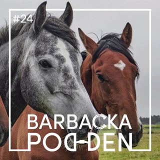 Att köpa sin första häst