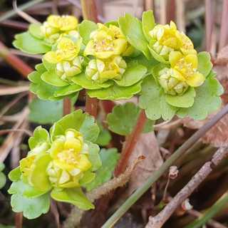 Floraväktaren letar vårblommor - och prisade naturvårdaren om att hitta tröst i naturen