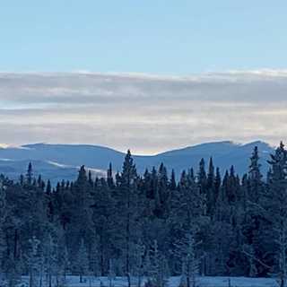 Framtiden för den fjällnära skogen