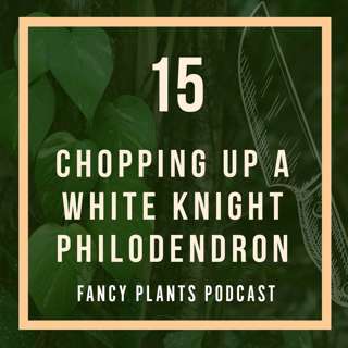 15. Chopping Up a White Knight Philodendron