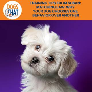 Training Tips From Susan: Matching Law In Dog Training: Why Your Dog Chooses One Behavior Over Another