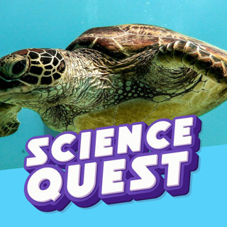 RETURN OF THE SEA TUTRLES: But Scientists Are Worried... đąđ