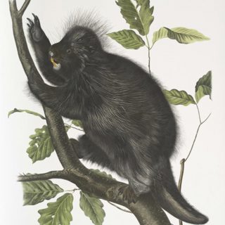Animal, heal thyself