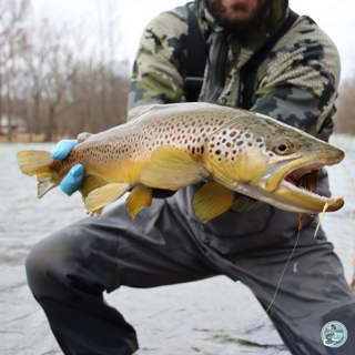 S7, Ep 4: Chasing Big Browns and Musky in East Tennessee with Ellis Ward