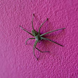 Walking on walls: How ants and spiders do it