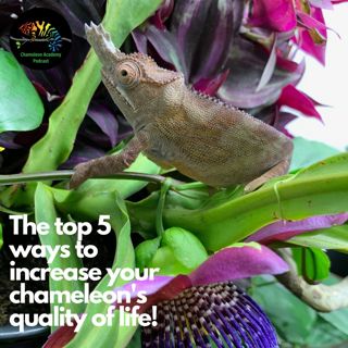 Top Five Ways to Increase Your Chameleon's Quality of Life!
