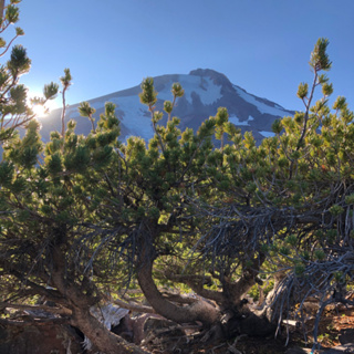 Episode 51: Mount Shasta- Wind at Treeline