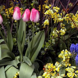 Om blommor kunde tala – historier från trädgårdens spirande vårgrönska