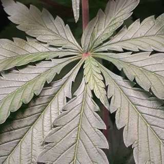 Episode 9: Auto Flowering Cannabis with Vermont Cultivator and Seed Collector @closetmedicine, Australian Bastards, Vermont Cannabis Laws, Recreation Market and a Way for Vermont Residents to get Free Seeds!