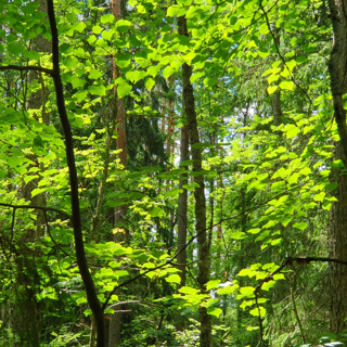 Blackcap Forest