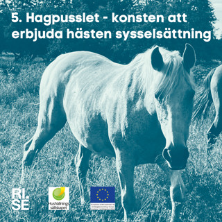 Hagpusslet – konsten att erbjuda hästen sysselsättning