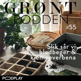 #55 Slik sår vi blodbeger & kjempeverbena