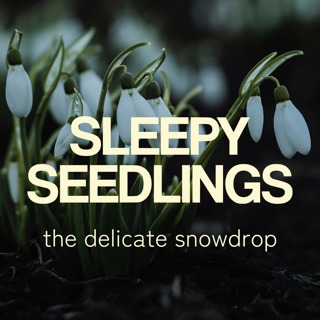 The Delicate Snowdrop