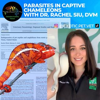 Parasites in Captive Chameleons with Dr. Rachel Siu