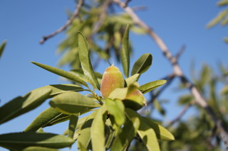 Audio Article: Barcelona Olives and Almonds