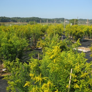 FE: Lara Souza and Alan Knapp talk about the factors affecting old-field structure and function