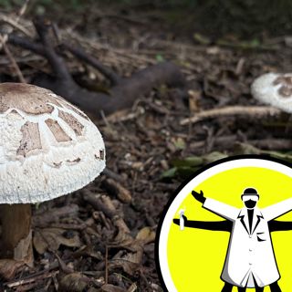 The magic of mushrooms and the science of fungi