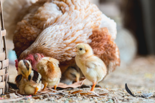 Ep.131 Caring for Chicks