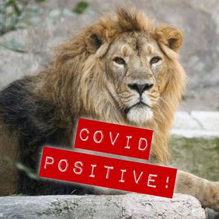 #301: Covid Positive