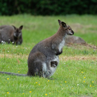 Australia dropped Carrots from the sky to save Wallabies!!