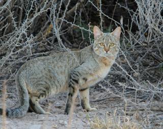 Our Cats’ Wild Origins: The African Wildcat