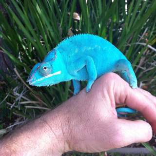Ep 80: Handling Your Chameleon