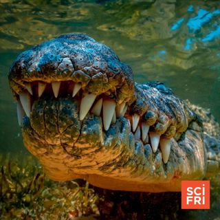 The History Of Teeth, From Ancient Fish To Humans